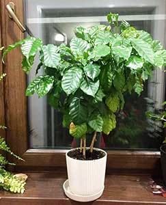 Arabian Coffee Tree - Mountain Plant - Perennial Ornamental Tree for Planting - GMO Free