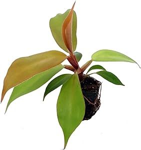 Philodendron Prince of Orange Starter Plant Rare and Affordable houseplant and Interior Foliage Decoration from The Green Escape