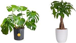 Costa Farms Monstera Swiss Cheese Plant, Live Indoor Plant, Easy to Grow Split Leaf Houseplant in Indoors Nursery Plant Pot & Money Tree, Easy Care Indoor Plant