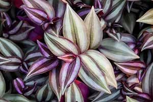 5 Purple Variegated Wandering Jew Cuttings for Planting Indoor, 2-4 Inches Tall, Tradescantia Zebrina Plant - Easy to Grow Indoor Outdoor Plant