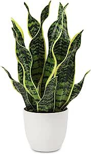 Hollyone 17" Artificial Snake Plant Potted Tropical Fake Plants in White Pots Faux Sansevieria Plants Potted for Home Office Room Indoor Housewarming Gifts Decor