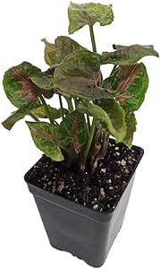 Pink Fairy Arrowhead Plant - Syngonium - Nepthytis - 2.5" Pot - Fairy Garden