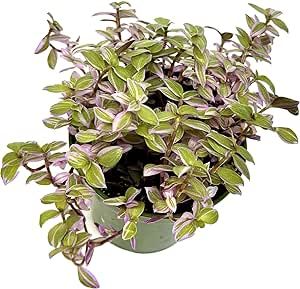 Callisia Repens Pink Lady Plant Live 3.5" - Pink Succulents Live - Turtle Vine Succulents Plants Live - Fully Rooted Pink Houseplants for Home Office Wedding Decorations & Birthday Gift