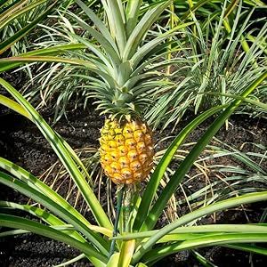 2 Sugarloaf Pineapple Plants Live 4 to 6 Inch Tall, Sweet Pineapple Trees Live Plants, Cold Hardy Pineapple Fruit Trees