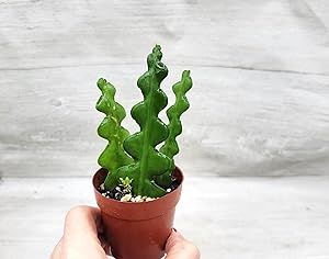 Epiphyllum Anguliger RIC Rac aka Fishbone or Zig Zag Cactus in 3 inch Nursery Plant Pot Live Rare Exotic Tropical Indoor House Plants Easy to Grow Housewarming Gift Decoration Gift by 3exoticgreen