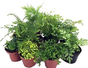 Mini Ferns for Terrariums/Fairy Garden - 10 Plants - 2" Pots