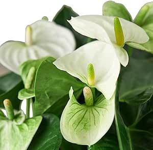 Anthurium White Flower Andraeanum - Exotic Tropical Houseplant with Glossy White Flowers and Lush Foliage - Easy-Care Indoor Plant - CA Seller - Air Purifying Plant (Small Plant, 4" Pot)