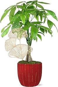 Just Add Ice JA5321 Money Tree in Red & Gold Pottery, Live Indoor Plant, Fully-Rooted, Healthy Leaves, Easy to Grow Gift, Good Luck Wishes, Home Decor Pachira, 5" Diameter, 16" Tall