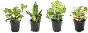 Essential Houseplant Collection (4PK) Live Plants Indoor Plants Live Houseplants in Plant Pots, Easy House Plants Indoors Live, Snake Plant, Pothos in Potting Soil, Clean Air Plants by Plants for Pets