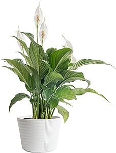 Costa Farms Peace Lily Plant, Live Indoor Houseplant with Flowers Potted in Indoors Garden Plant Pot, Air Purifying Potting Soil, Birthday, New House Gift, Home and Room Decor, 15-Inches Tall