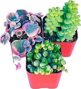 Succulents Plants Live (3-Pack) 2" Hanging Plants Starter Pack, Live Succulent Plants Fully Rooted in Planter Pots with Succulent Soil Mix by The Succulent Cult (3 Pack)