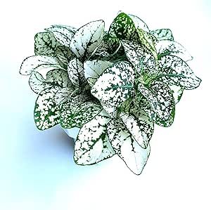 Hypoestes White Splash Live Potted House Plants, 2" Pots