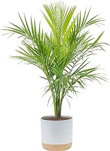 Costa Farms Majesty Palm Live Plant, Live Indoor and Outdoor Palm Tree, Potted in Modern Decor Planter, Tropical Floor Houseplant in Potting Soil, Great Patio, Balcony, Home Decor, 3-4 Feet Tall