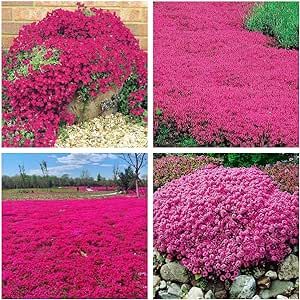 Red Creeping Thyme Seeds for Planting - 20000 Magic Creeping Thyme Seeds Ground Cover Plants Heirloom Flowers Perennial Thyme Non-GMO Thymus Serpyllum Seed