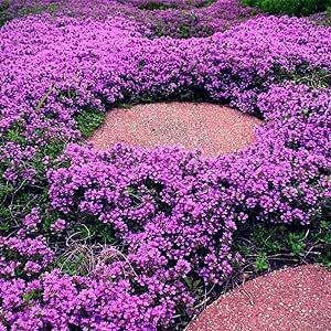 Creeping Thyme Seeds for Planting - 20000+ Magic Purple Creeping Thyme Seeds Heirloom Non-GMO Ground Cover Seeds Easy to Plant and Grow