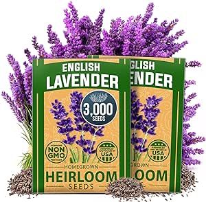 HOME GROWN Premium English Lavender Seeds | 3000 Non-GMO Herb Seeds | USA-Sourced Wildflower Seed for Planting Indoor/Outdoor | High Germination | Plant Flower Seeds