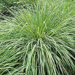 Lemongrass Plant Seed for Planting - 1500+ Non-GMO Heirloom Seeds - Grow Lemon Fresh Asian Lemongrass Plants in Your Home Garden