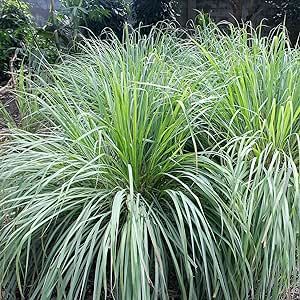 1000+ Lemongrass Plant Seeds - Non-GMO Heirloom Seeds Lemon Grass Herbs Seeds for Planting Garden, Indoor or Outdoor